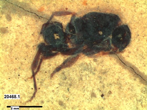 Insecta