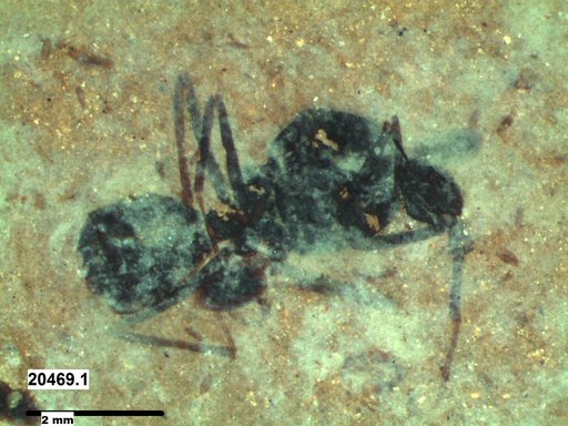Formicidae