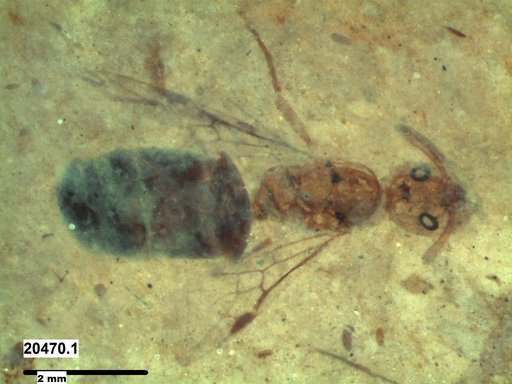 Formicidae