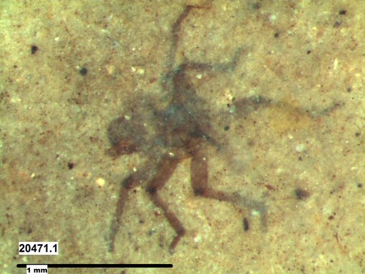 Genus sp
