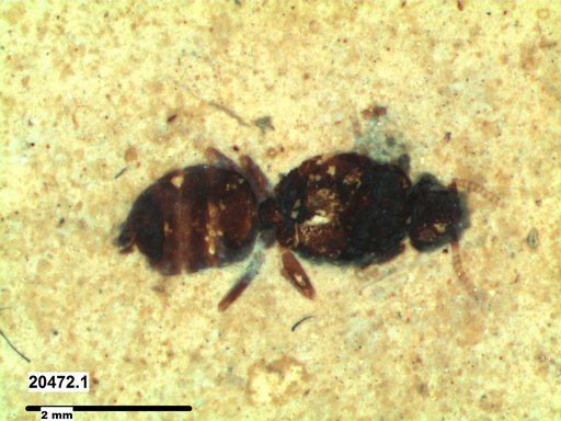Formicidae