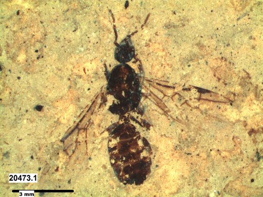 Formicidae