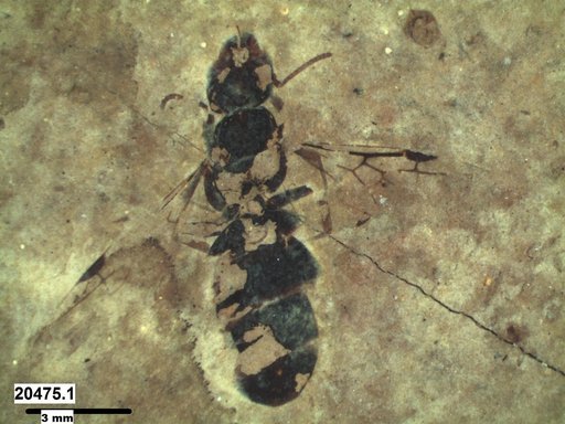 Formicidae