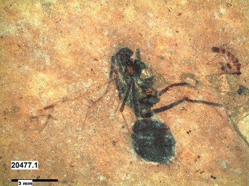 Formicidae