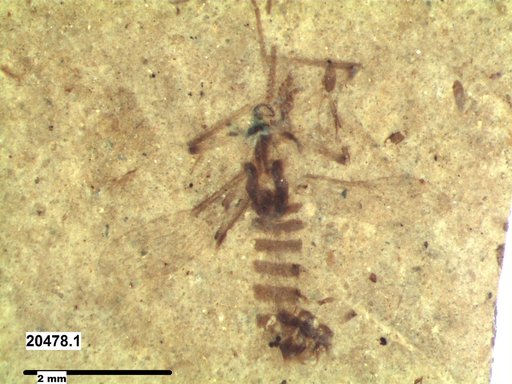 Chaoboridae