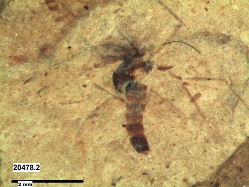 Genus sp