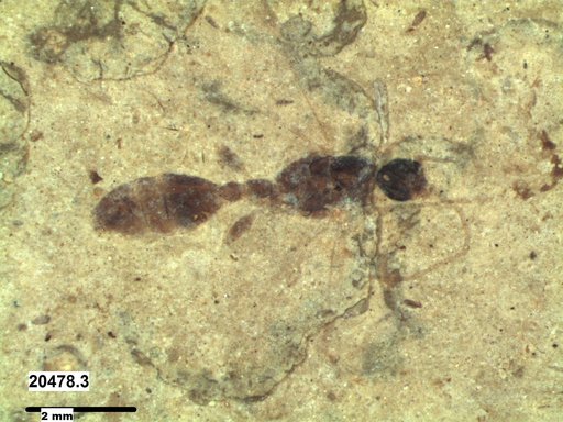 Formicidae