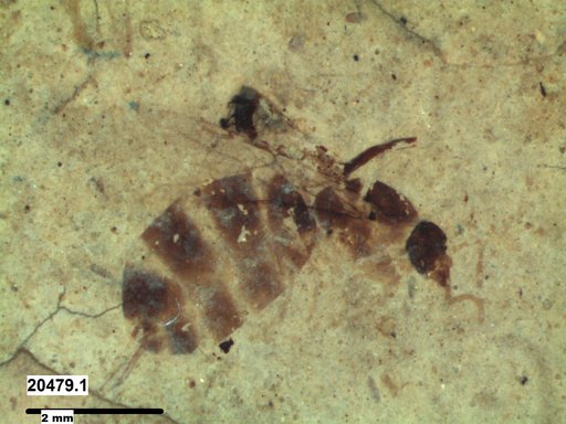 Formicidae