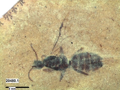 Formicidae