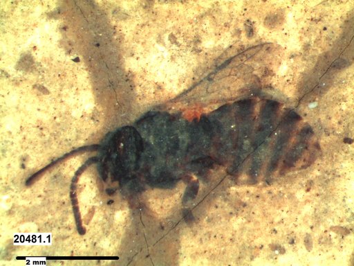 Apidae