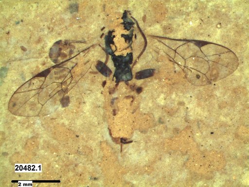 Ichneumonidae
