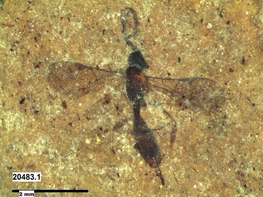 Ichneumonidae