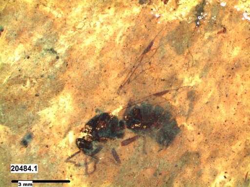 Formicidae