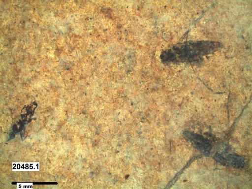 Notonectidae