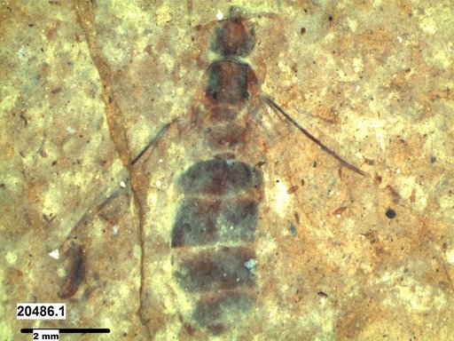 Formicidae