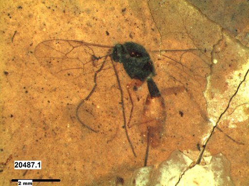 Ichneumonidae