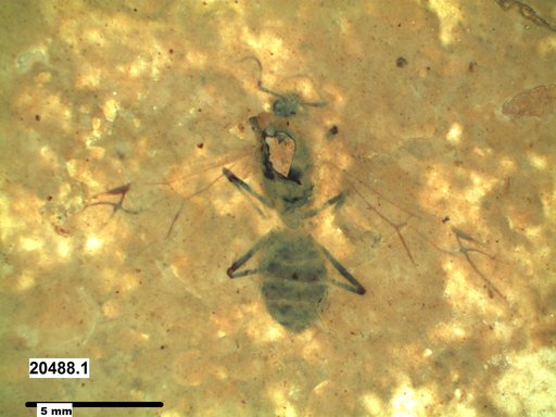 Formicidae