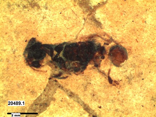 Insecta