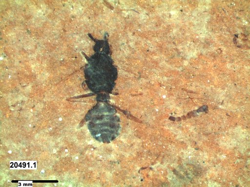 Formicidae