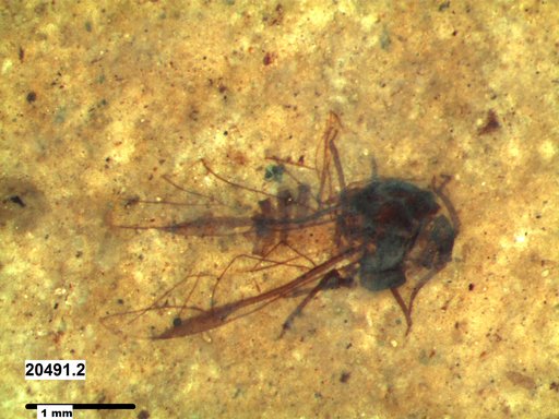 Aphididae
