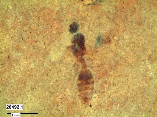 Formicidae