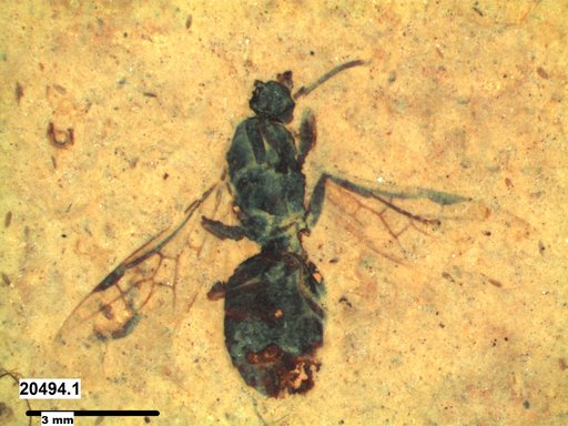 Formicidae