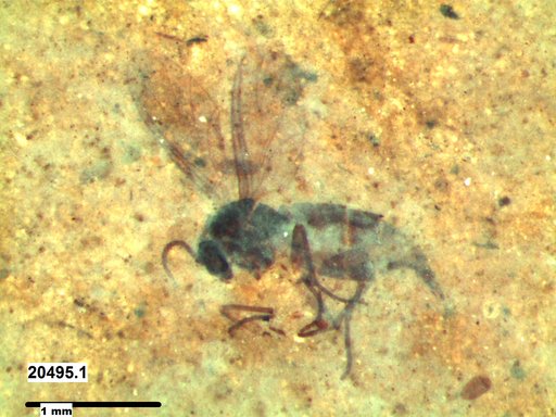 Sciaridae