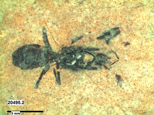 Formicidae