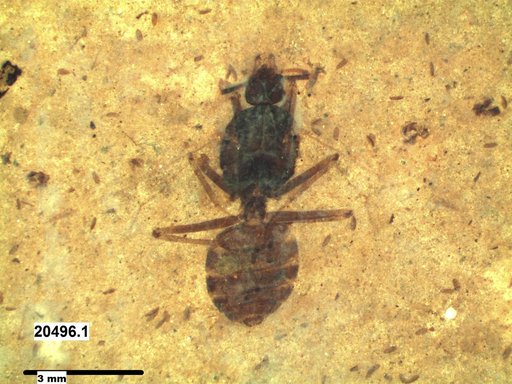 Formicidae