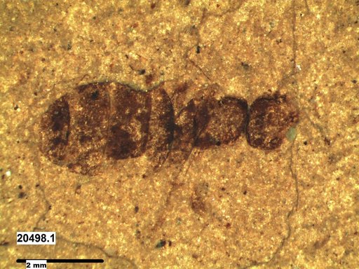 Formicidae