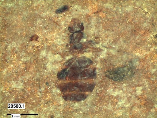 Formicidae