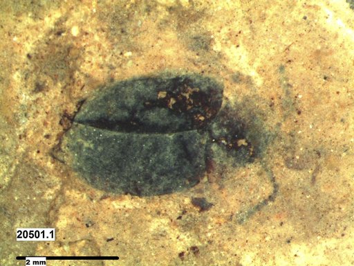 Chrysomelidae