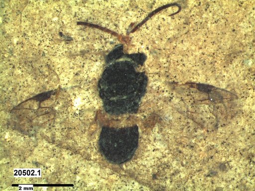 Apidae