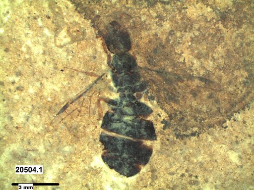 Formicidae