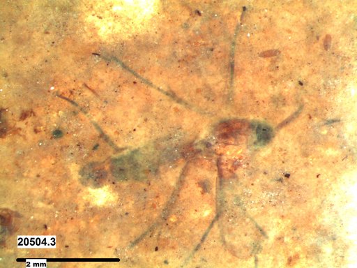 Genus sp