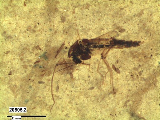 Diptera