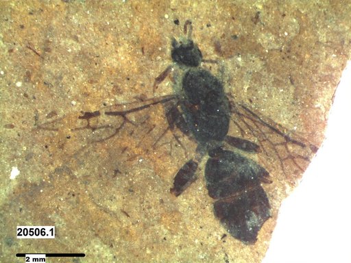 Formicidae
