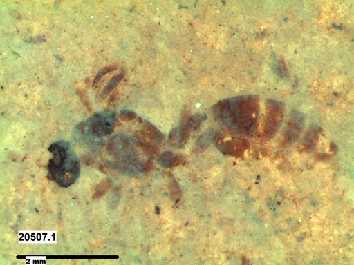Formicidae