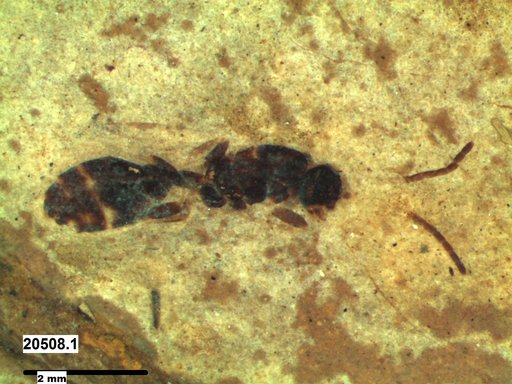Formicidae