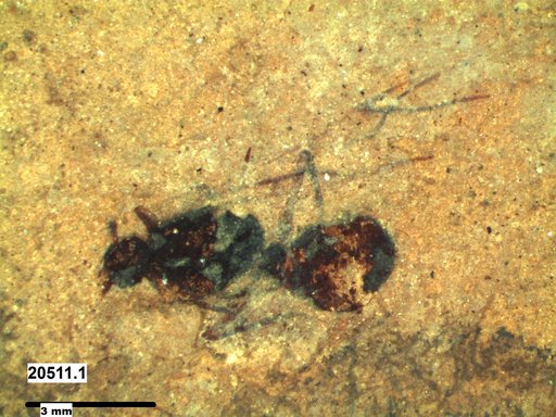 Formicidae