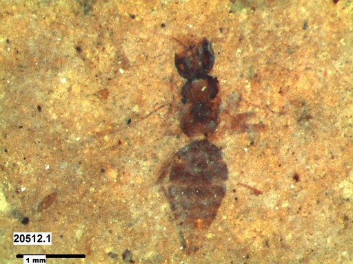 Formicidae