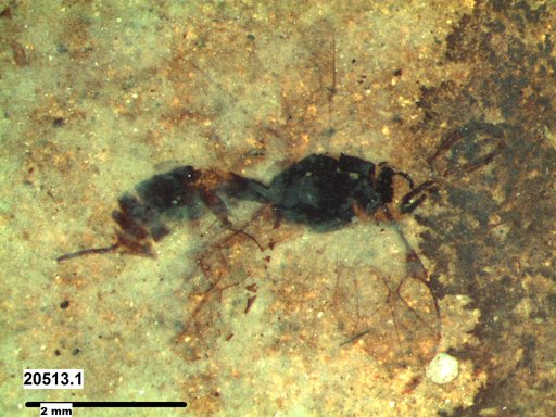 Ichneumonidae