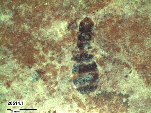 Formicidae