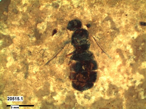Formicidae