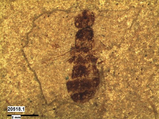 Formicidae