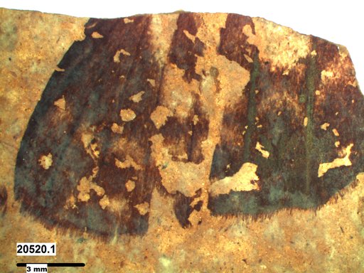 Genus sp
