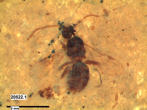 Formicidae