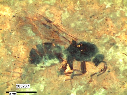 Formicidae