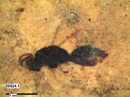 Proctotrupidae