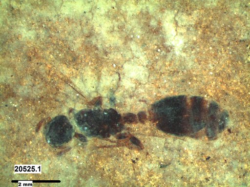 Formicidae